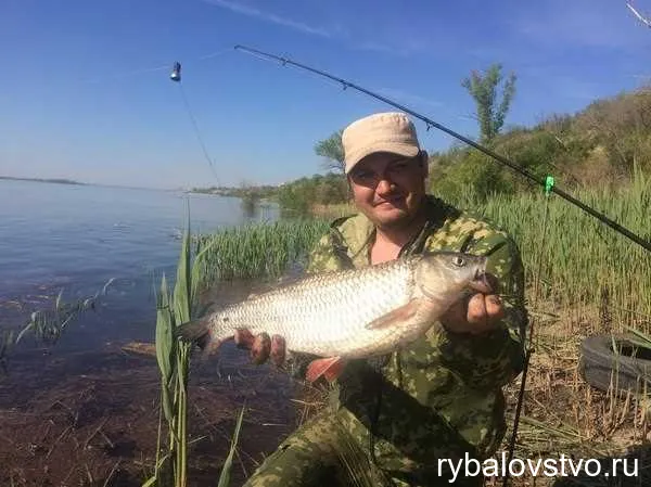  Ловля язя на донку: эффективные прикормки 