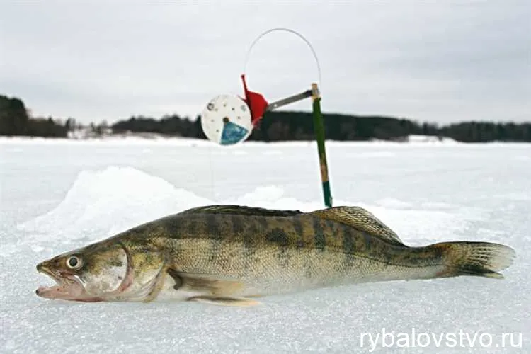 Водоемы для зимней ловли судака