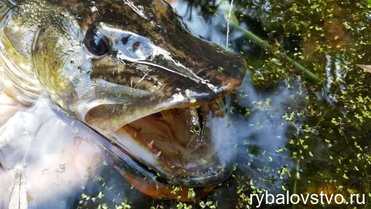 Секреты удачной ловли щуки на спиннинг