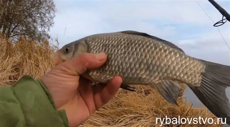 Использование приманок и прикормок