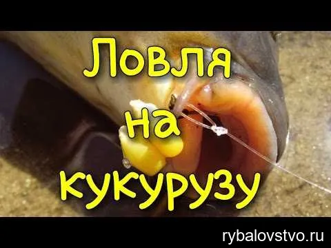 Лучшее время для ловли карпа