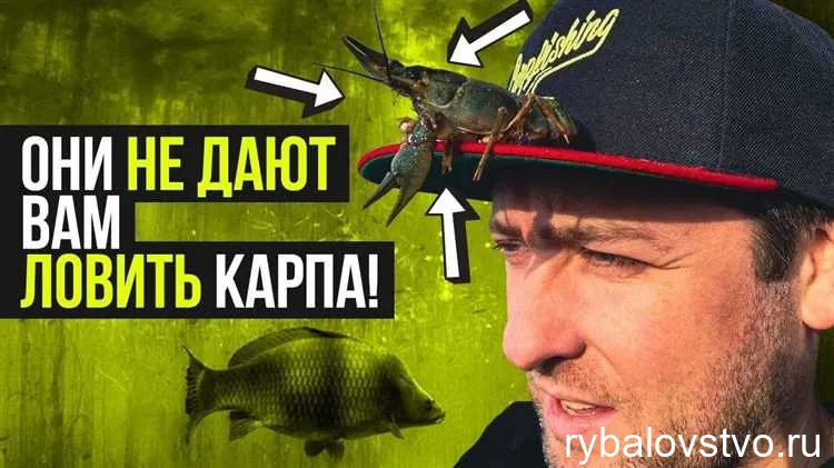 Как ловить карпа на кукурузу