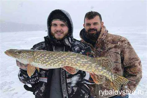 Подготовка к ловле щуки жерлицами