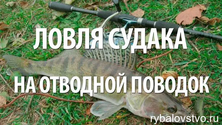 Как правильно ловить судака на мормышку: секреты успешной рыбалки