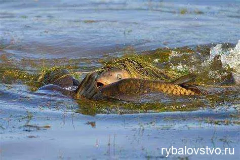 Воздействие водной среды на размножение леща