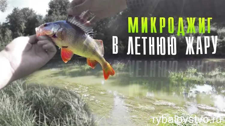 Секреты эффективной ловли окуня на микроджиг