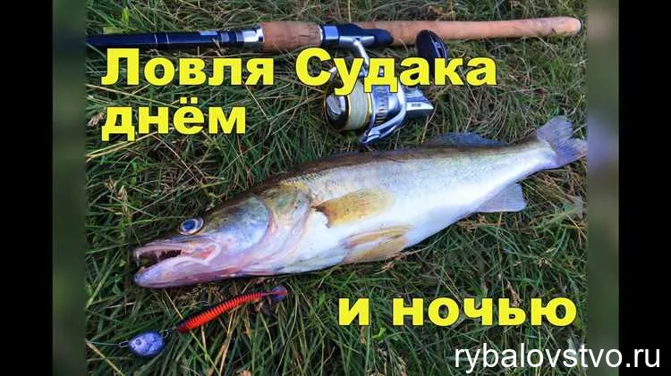 Выбор распределения водорослей и травы