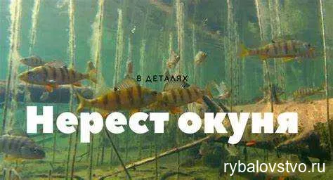 Влияние условий содержания на успешную ловлю судака