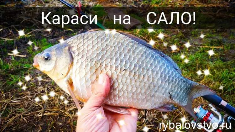 Ловля карася на озере