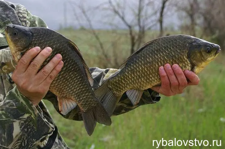 Секреты успешной ловли карася весной