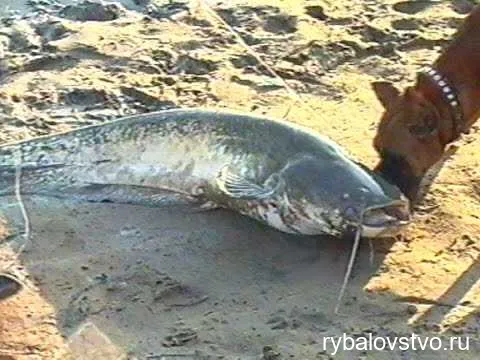 Техника подсечки при ловле