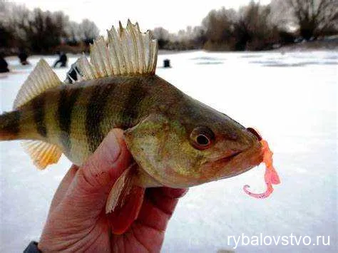 Ловля окуня зимой на мормышку