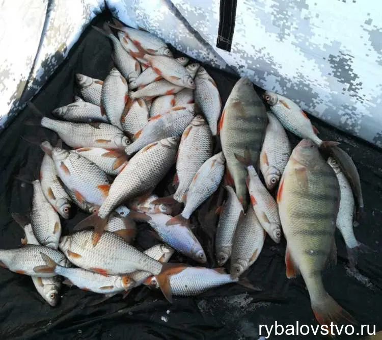 Оптимальное время для рыбалки