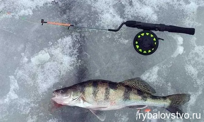 Приманки и привязки для успешной ловли