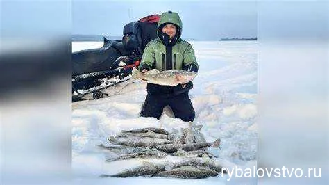 Техники ловли судака: отличия и особенности