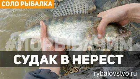 Ловля судака весной