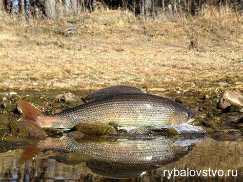 Техника проводки мормышки