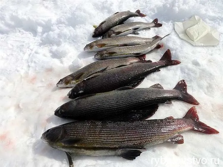 Секреты удачной ловли хариуса на мормышку