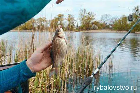 Как выбрать правильное время и место для ловли язя