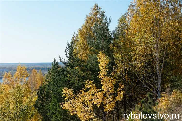 Осенний лещ на реке Томь: сезон и места