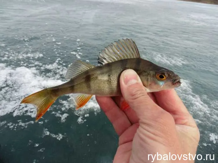 Секреты ловли окуня зимой на мормышку