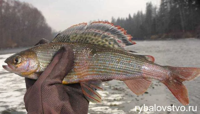 Секреты удачной ловли хариуса на мормышку