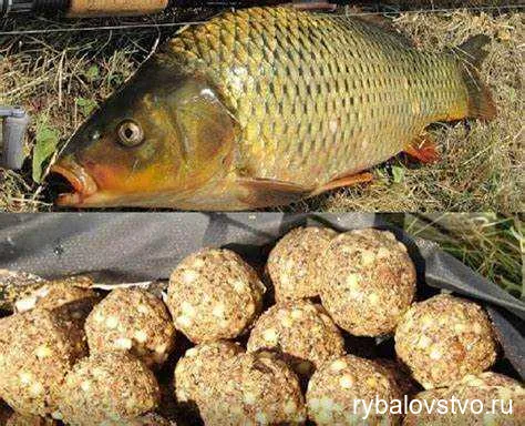 Лучшие советы для уловистой рыбалки на карпа