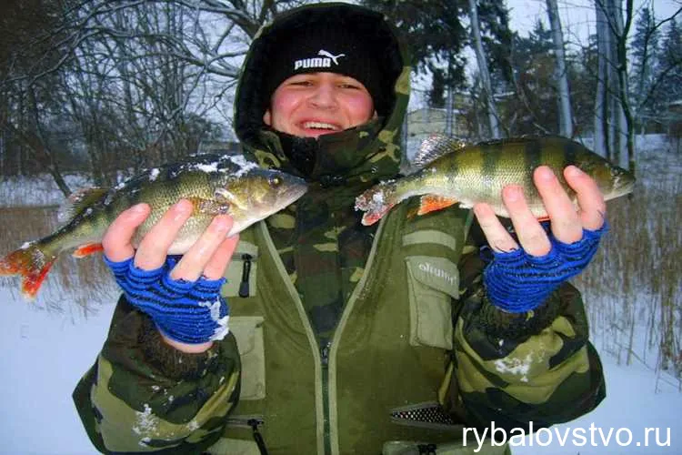 Выбор водоема для зимней ловли густера