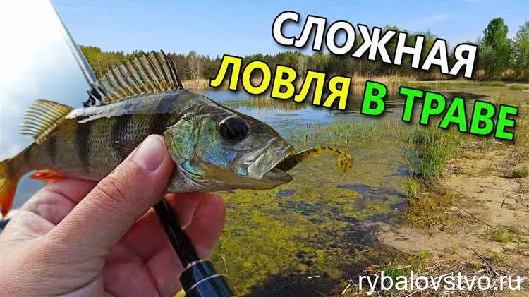 Секреты уловистой приманки для зимнего окуня