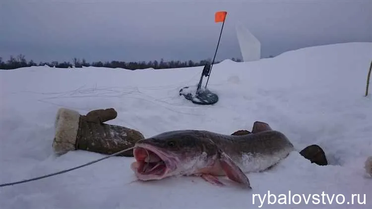 Эффективные приманки и приманочные смеси