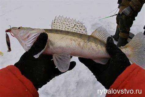 Зимняя ловля судака на живца